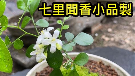 七里香水耕|【七里香水耕】七里香這樣種超簡單！水耕盆栽免澆水，觀葉還能。